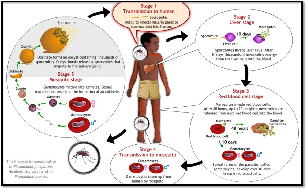 Plasmodium – Life cycle & Morphology